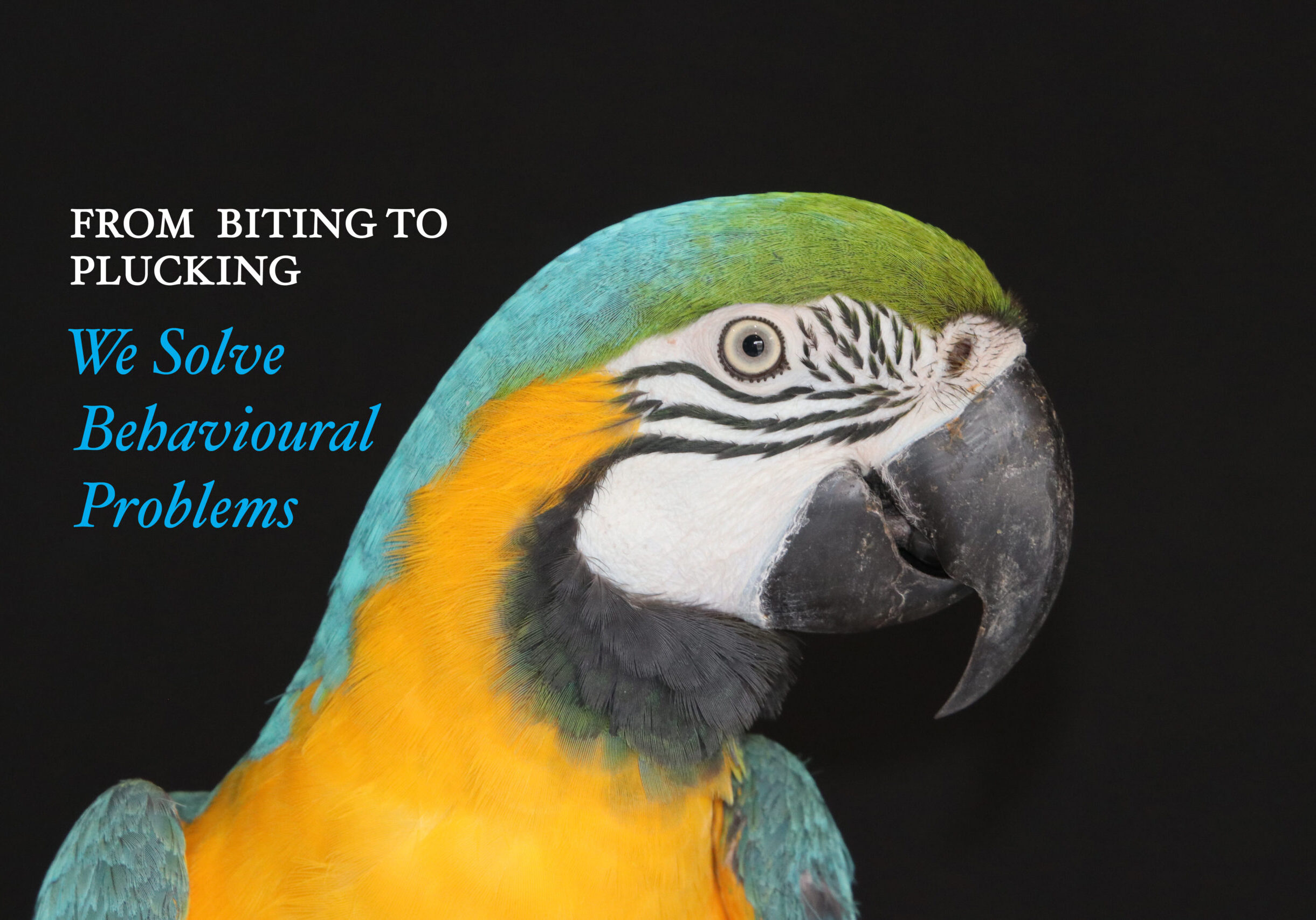 Bird Behaviourist
